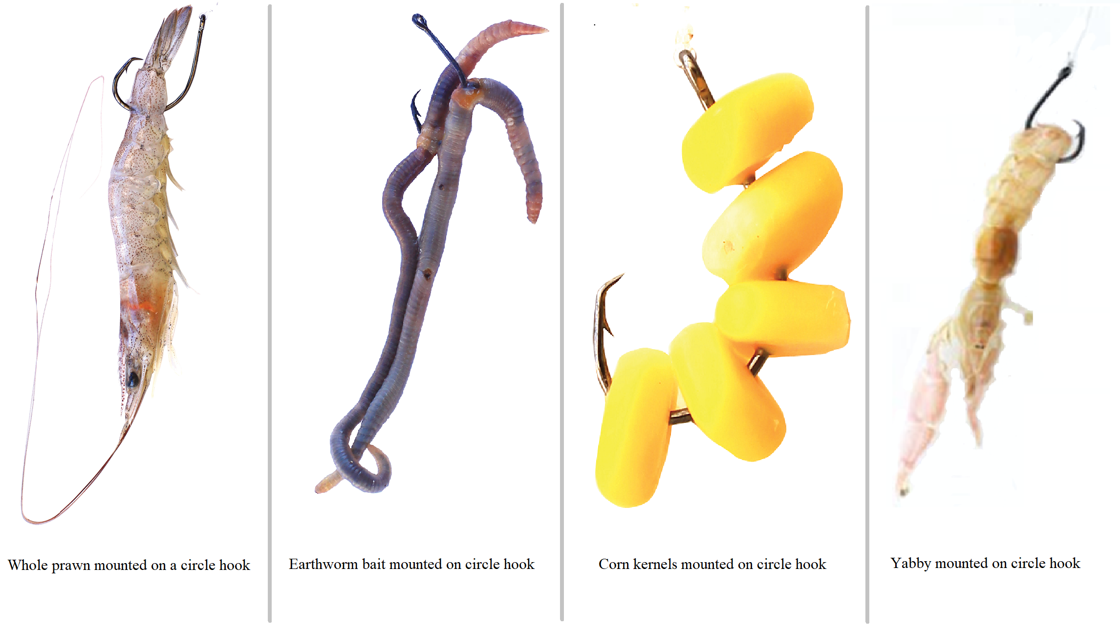 Small bait circle hook presentations