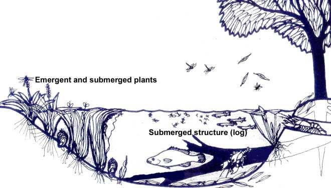 An image of a farm dam with a submerged log and plans above and below the waterline