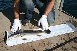 A fish on a catch and release mat