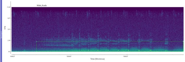 Koala spectrogram image