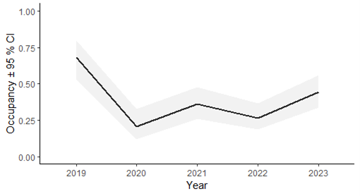 Trend in male koala occupancy after Black Summer Fires and accounting for variation in yearly detection probability