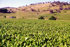 Chicory and white clover, Adelong, NSW