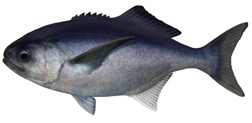 Blue-eye Trevalla