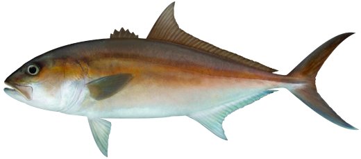 Samsonfish
