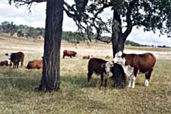 Brahford cow and calf