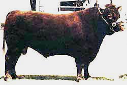Devon bull