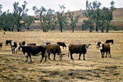 Cattle grazing in paddock