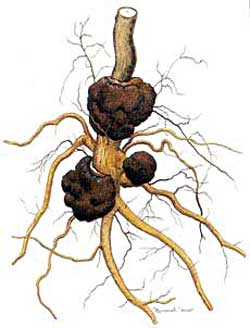 Crown gall