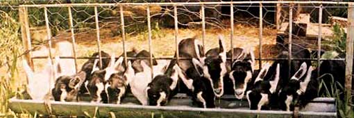 Metodos artificiales de cria de cabras 3