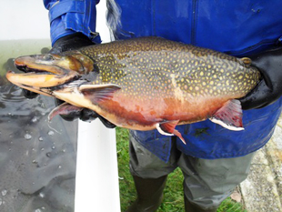 Brook Trout from display pond