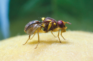 Queensland Fruit Fly