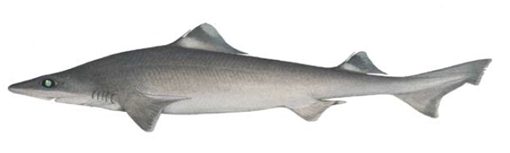 Harrisons dogfish