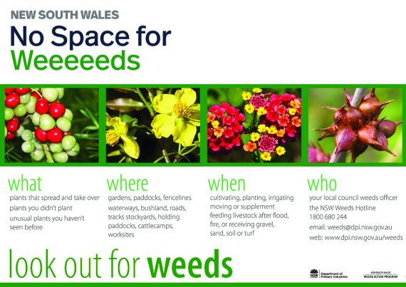 No Space for Weeds
