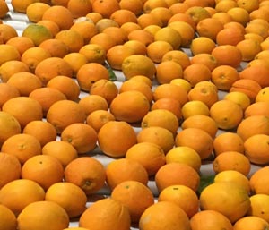 Oranges on a sorting line