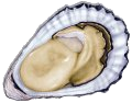 Oyster (Sydney Rock, Pacific, Native)