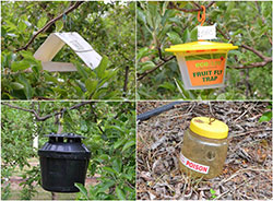 Compilation picture of four different styles of fruit fly trap