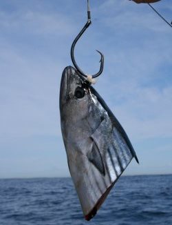 Details about   Snapper Kingfish Jewfish 2 Fly Flasher Jig Rig 60lb Leader 5/0 Circle Hooks 
