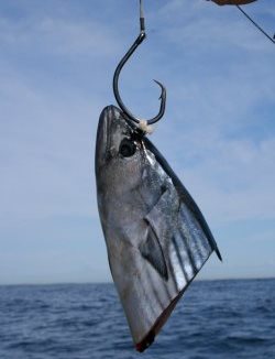 Bait rigged for shark fishing using electric cable ties