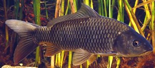 European carp shop