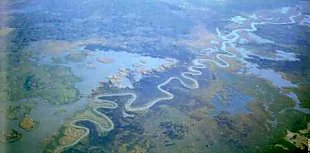 Aerial view of Cumbung Swamp