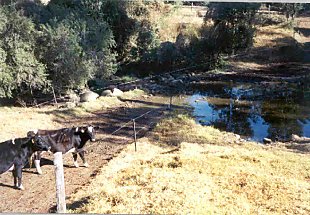 Dairy cows are able to cross the creek and drink without further damaging the riparian vegetation