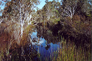 Habitat of Oxleyan pygmy perch