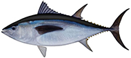 Southern bluefin tuna