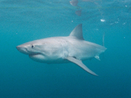 Great white shark