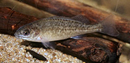 Juvenile silver perch