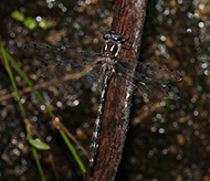 Male Alpine Redspot Dragonfly