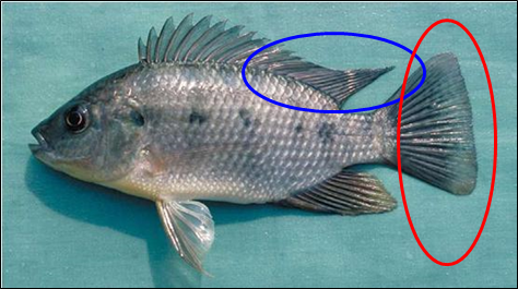 Mozambique Tilapia similar to Yellowfin Bream