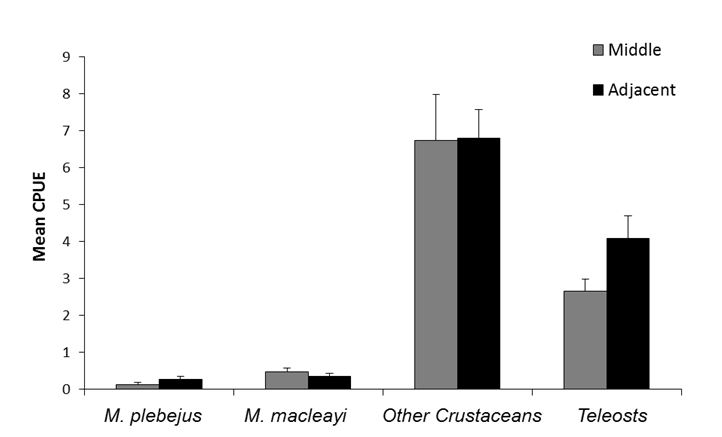 Mean CPUE (± S.E.) of cast net samples from the middle and adjacent habitat of sub-tidal creeks within the Hunter River Estuary