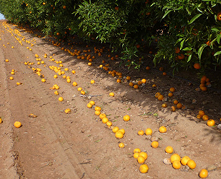 Fallen fruit laying under trees