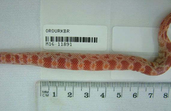American corn snake markings