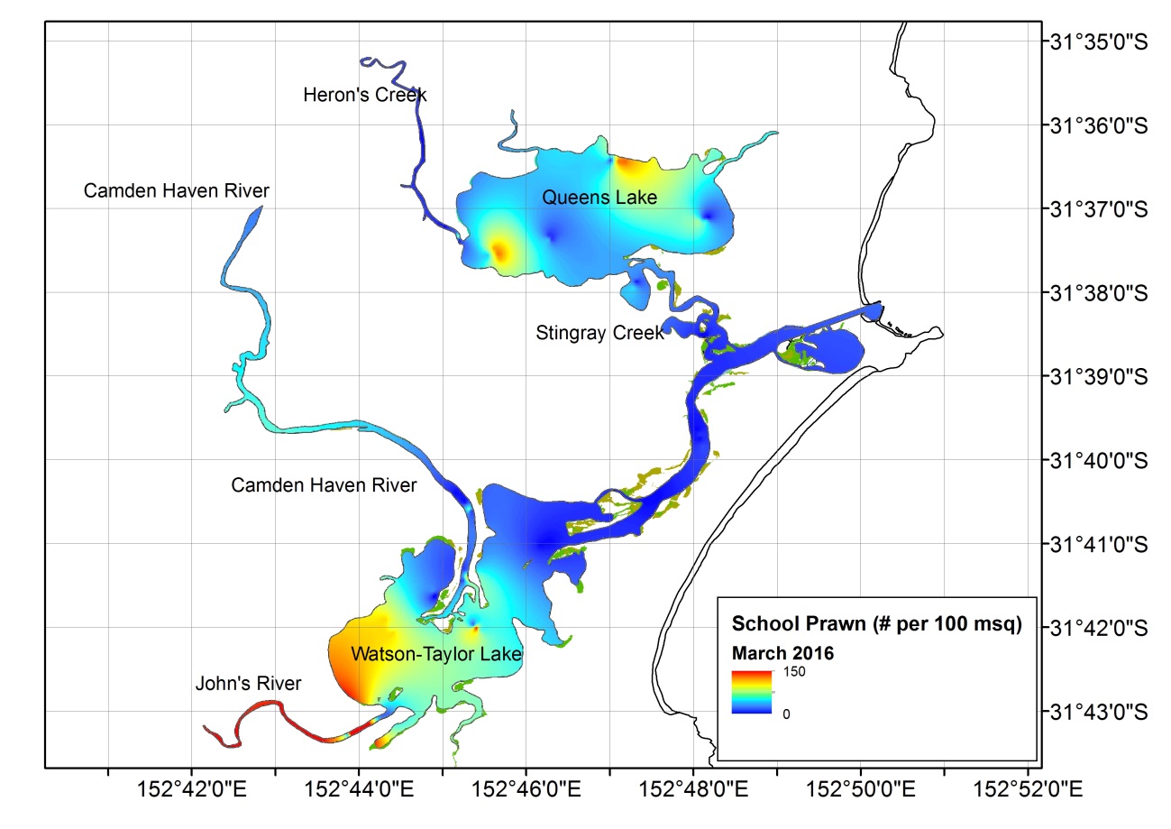 Figure 3. Heat map representing the distribution of School Prawn across the Camden Haven estuary during March 2016. Densities were lower than in January, but this sampling point included the greatest densities yet detected in John’s River. Note that colou