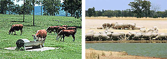 Two photos - left side is cows drinking from a trough and right side is sheep drinking from a dam