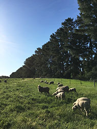 Photo of sheep eating on a grassy hill
