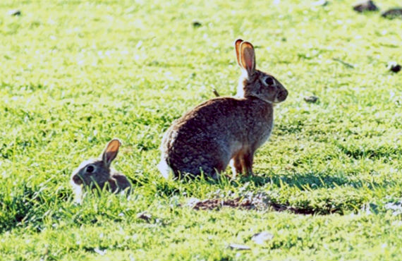 pair of rabbits sitting near a burrow