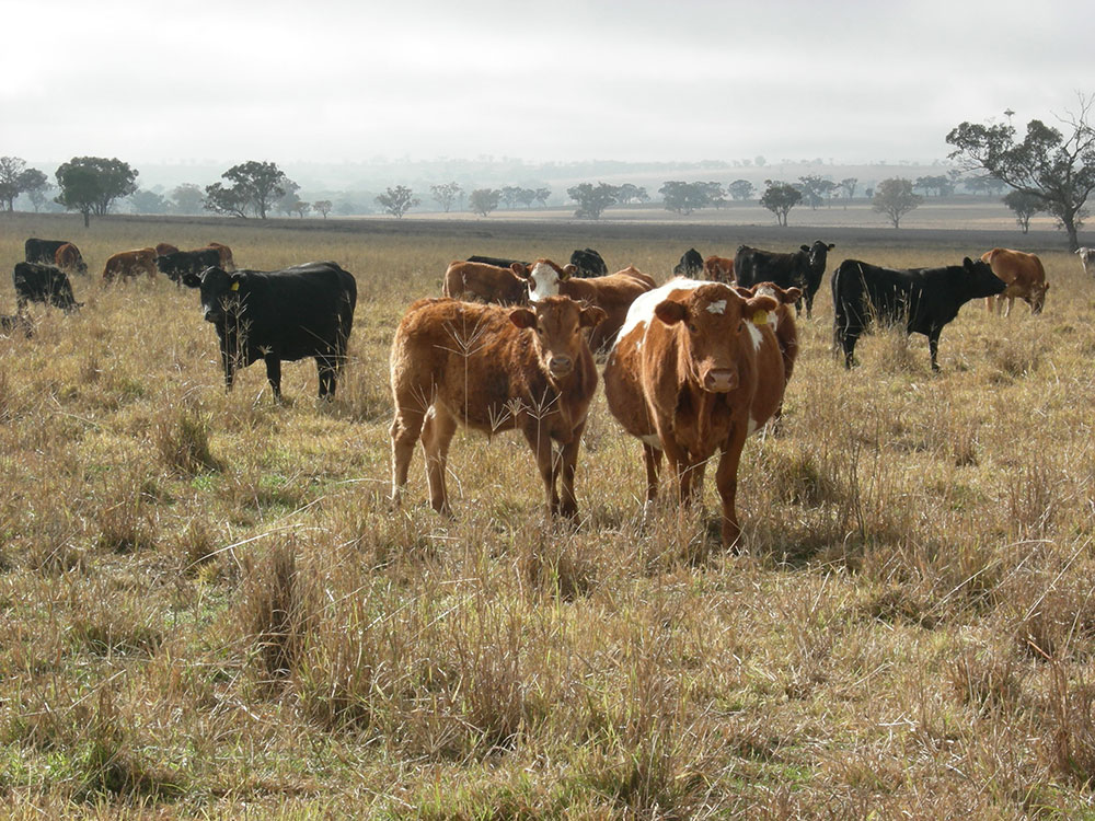 A small heard of cattle stanning in a paddock