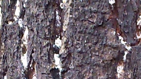 Figure 1. Pine tree infested with giant pine scale has white waxy substance in cracks of bark