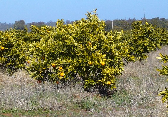 Neglected citrus orchard