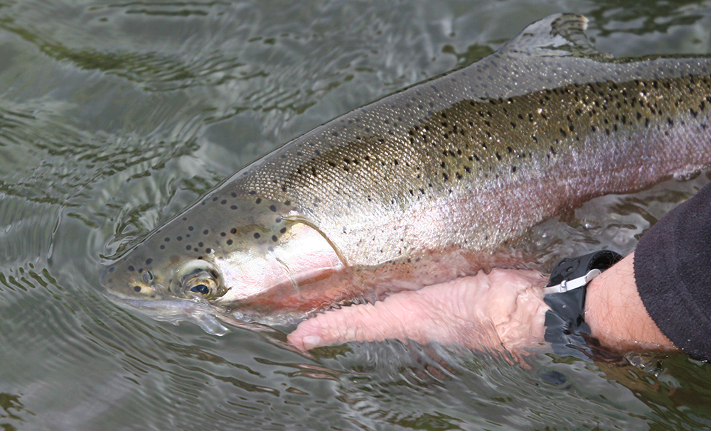 A rainbow trout is being gently let back into the water