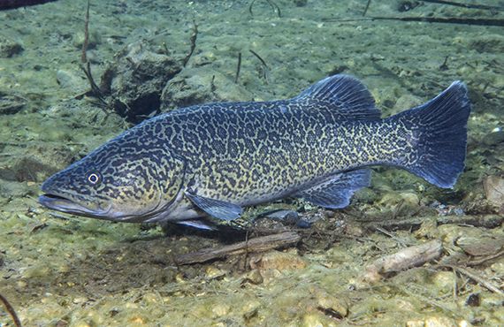A green and golden patterned eastern freshwater cod swimming just above the sandy bottom of a freshwater stream. 