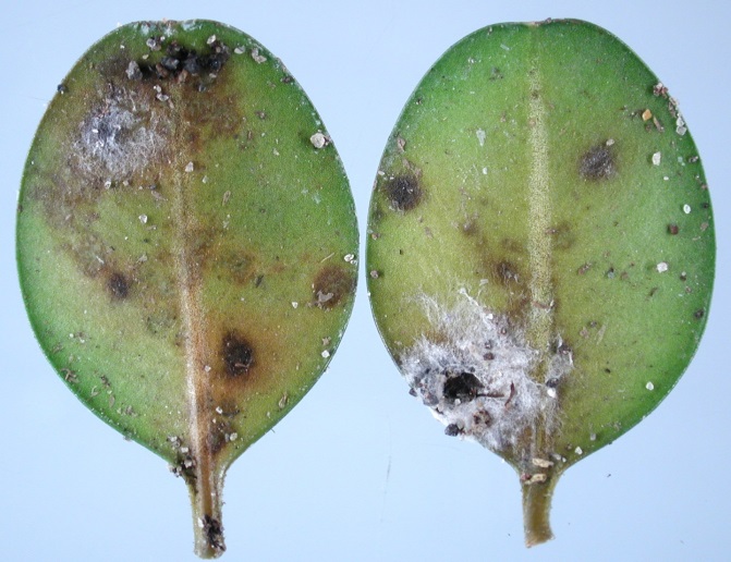 The sticky, white, dust-like spores and thin white filaments can be seen on the two box leaves, which are highlighted by a blue background.
