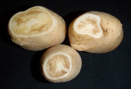 Potato tubers infected with Candidatus Liberibacter solanacearum showing enlarged lenticels on the skin, vascular tissue browning on the cut tubers and medullary ray streaking around the outside edges of the cut tubers
