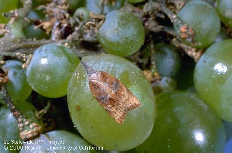 Brown and tan coloured moth on a green grape