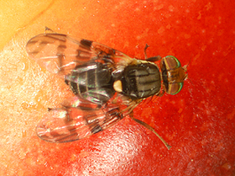 Cherry with a grey and black striped fly with bright green parts on head