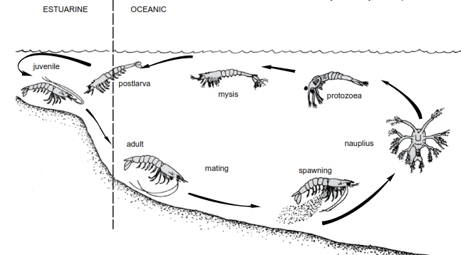 Life cycle of a prawn