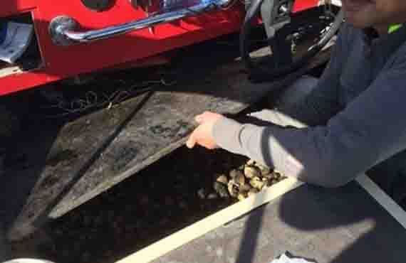Over 450 Cockles found concealed under a panel in the bow of a boat