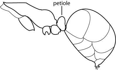 Figure 2. Illustration of yellow crazy ant abdomen